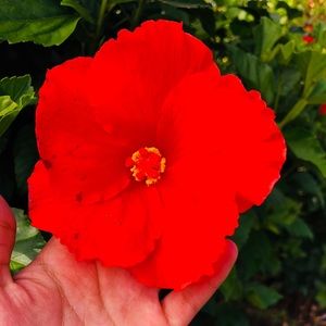 Meet your Posher, Janelyn